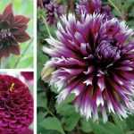 Dahlias are back: here's proof in three settings