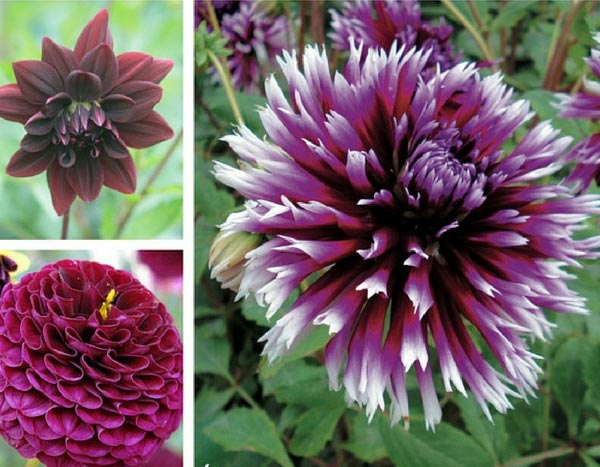 Dahlias are back: here's proof in three settings
