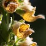 My favourite perennial foxgloves