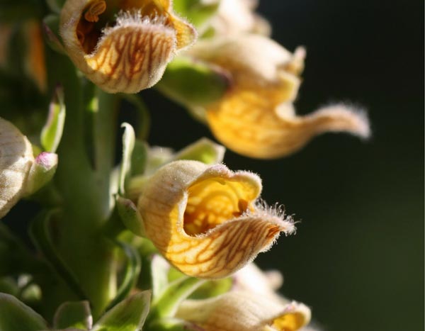 My favourite perennial foxgloves
