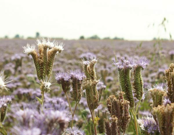 Green manures: everything you need to know!