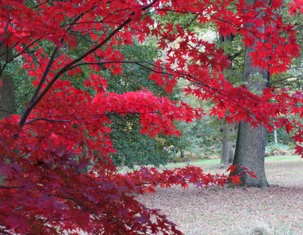 Japanese maples, beware of verticillium wilt!