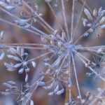 Saving seeds: harvesting and storing them properly