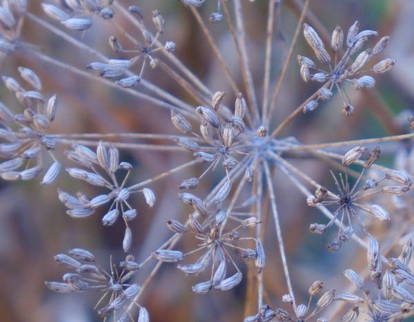 Saving seeds: harvesting and storing them properly