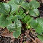 Strawberry plants: 3 reasons to plant in autumn