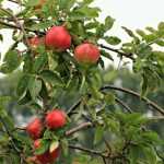Choosing your fruit trees: forms and varieties