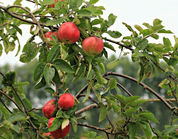 Choosing your fruit trees: forms and varieties