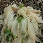 Spring frost: your plants have been frost-damaged — what to do?