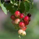 Planting a fruit hedge... that stands out from the crowd!