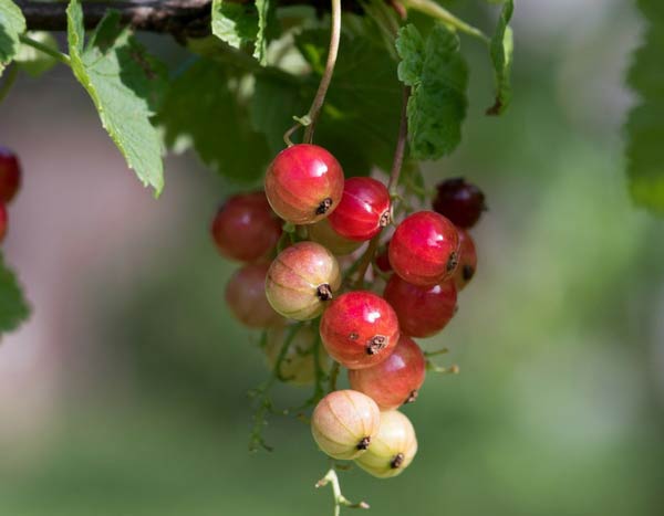Planting a fruit hedge... that stands out from the crowd!