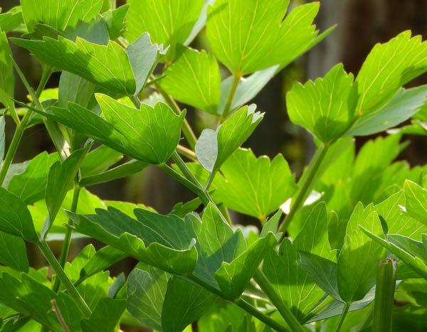 10 perpetual or perennial vegetables for a sustainable, self-sufficient vegetable garden