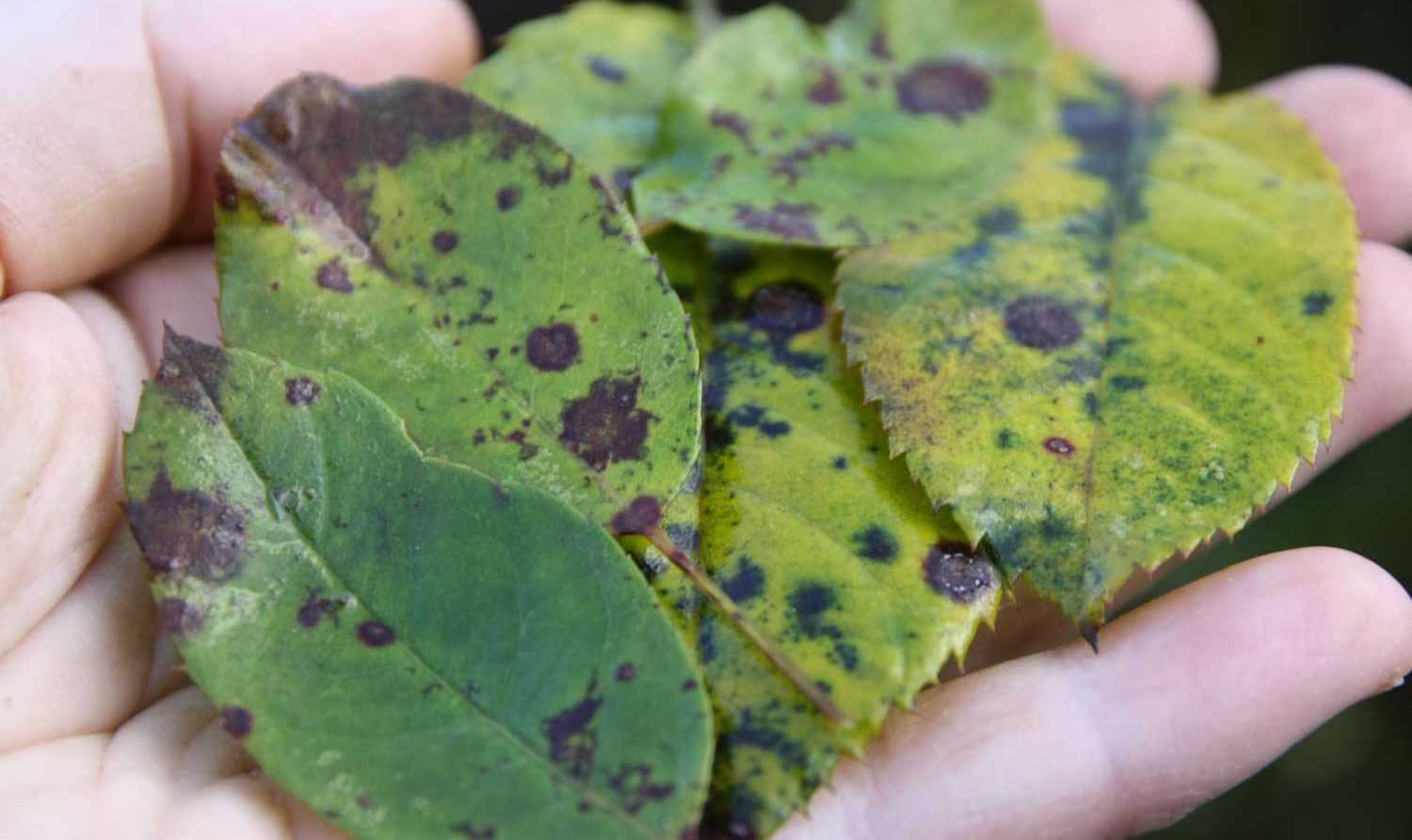 Diseases of roses