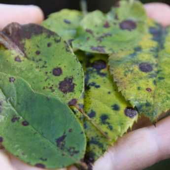 Diseases of roses