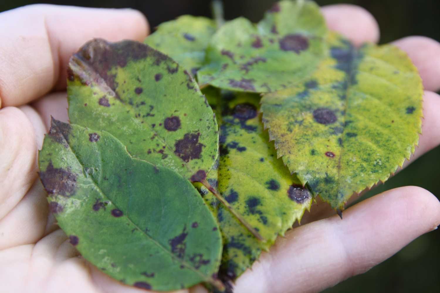 Diseases of roses