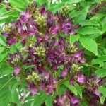 Millettia japonica 'Satsuma': an underrated climbing plant to discover