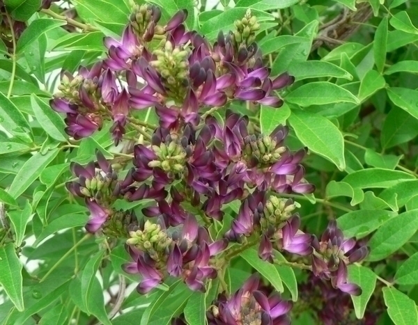 Millettia japonica 'Satsuma': an underrated climbing plant to discover