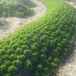 Shall we talk about permaculture and vegetable gardening?