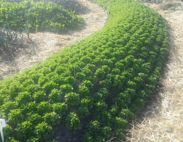 Shall we talk about permaculture and vegetable gardening?