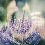 10 tips for ruining photos of your garden and flowers