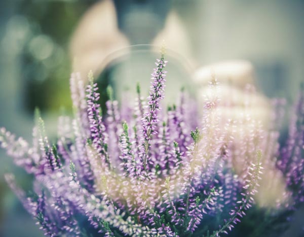 10 tips for ruining photos of your garden and flowers