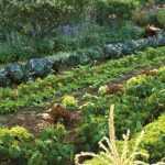 Planning your vegetable garden: rotations and companion planting in 5 steps