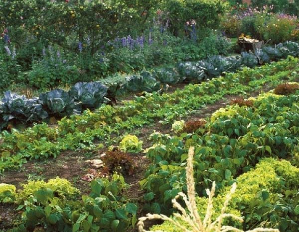 Planning your vegetable garden: rotations and companion planting in 5 steps