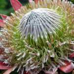 Mediterranean plants: where do they really come from?