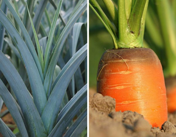 Carrot fly, leek leaf miner: protect your crops!