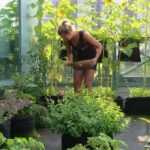 Balcony vegetable garden: 15 mini-vegetables perfectly suited to balconies