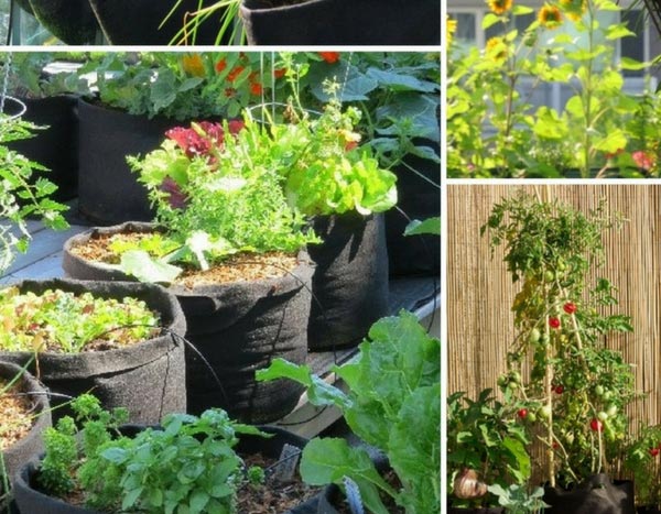 Urban vegetable garden — it's in the bag!