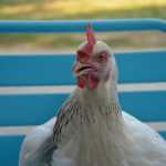 Hens in the garden: what to plant in the run?
