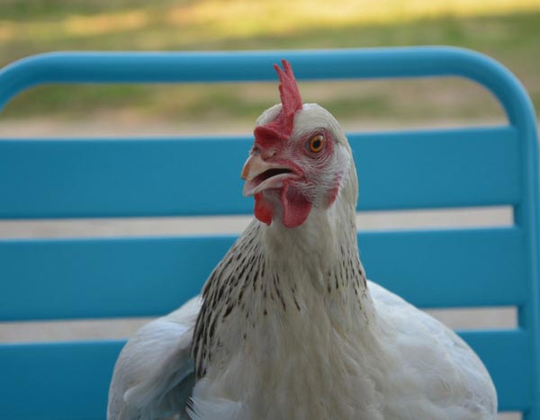 Hens in the garden: what to plant in the run?