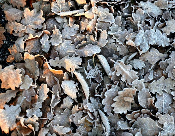 The vegetable garden in winter: 4 actions to protect the soil and prepare the ground