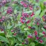 Lungwort: a must-have perennial groundcover!