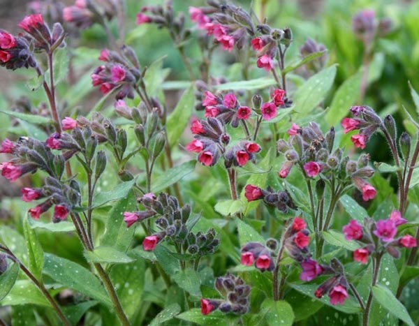 Lungwort: a must-have perennial groundcover!