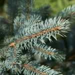 What to do with your Christmas tree after the holidays?