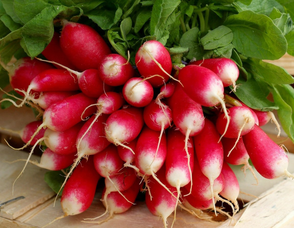 10 spring and summer radishes to sow almost year-round.