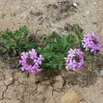 How to Fail at Planting Your Perennials in 6 Lessons?