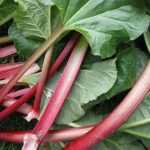 Growing rhubarb is easy!