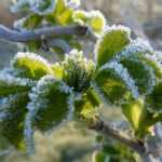 Ice Saints: dates, origin and advice