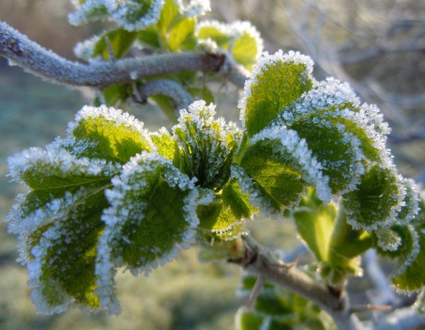 Ice Saints: dates, origin and advice