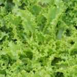 Cut-and-come-again salads: many benefits