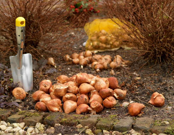 Planting Bulbs: 7 Practical and Useful Tips!