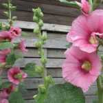 Now's the time to start sowing hollyhocks!
