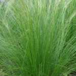 Grasses: Angel Hair or Stipa tenuifolia — what should we do with them?