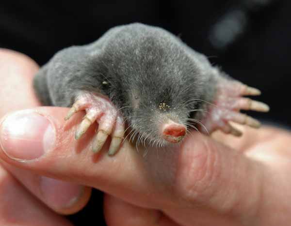 Moles in the garden: get rid of them or live with them?