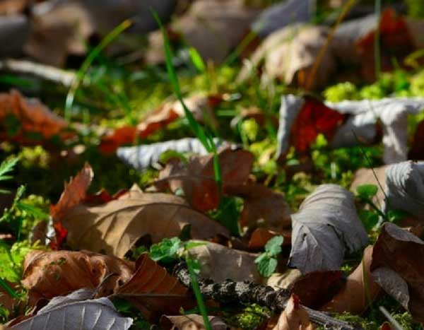 Mulching fabric: for or against?