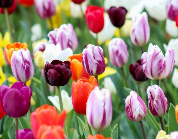 Tulips: how to choose them well in 3 points?