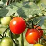 Staking tomatoes
