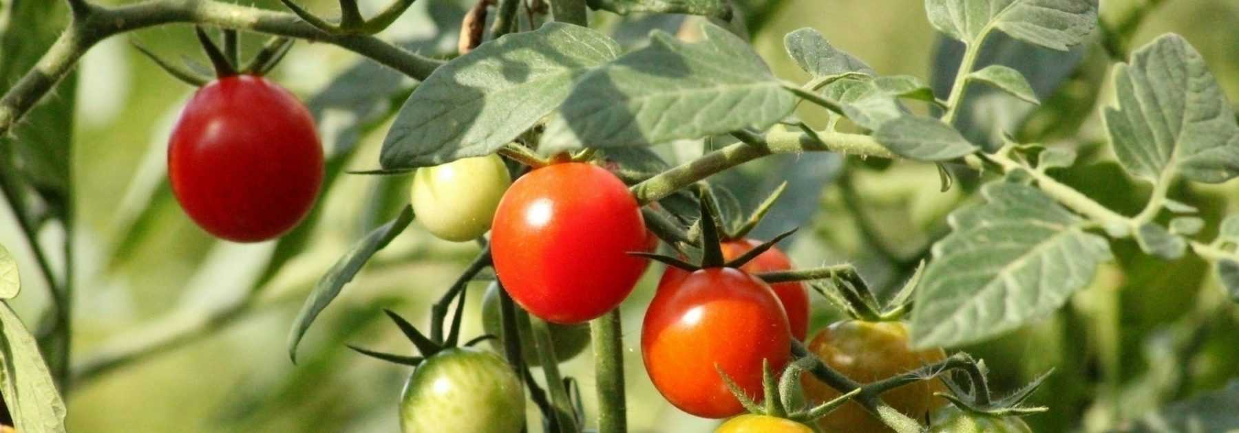 Staking tomatoes